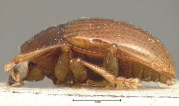 Media type: image; Entomology 9823   Aspect: habitus lateral view